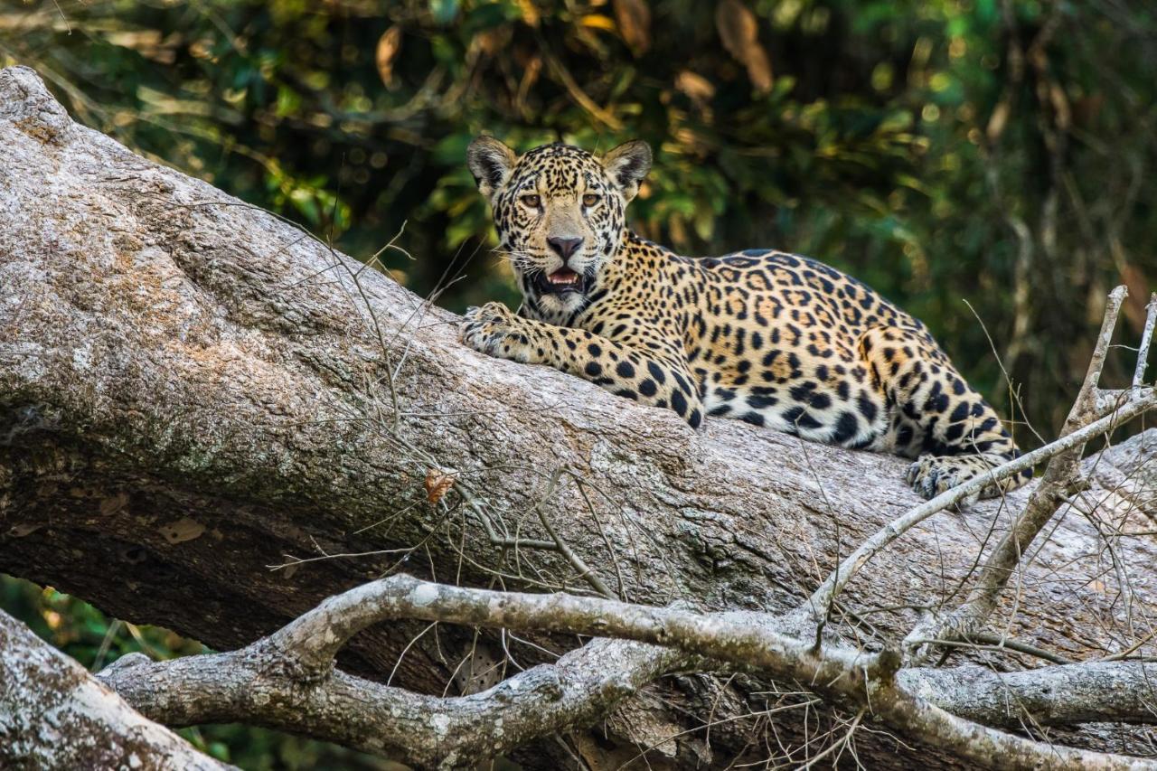 Aymara Lodge Pocone Luaran gambar